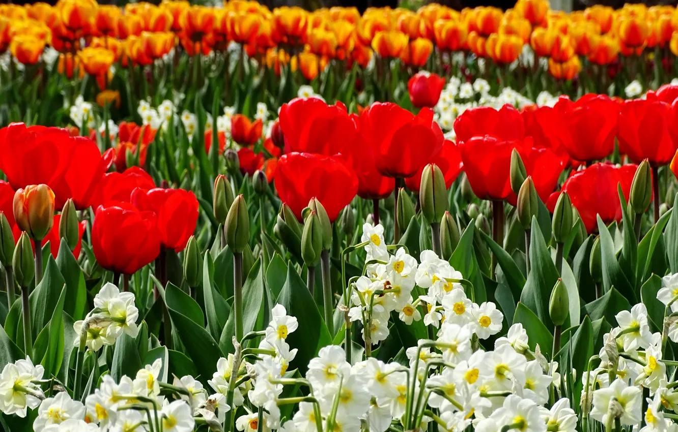 Фото обои весна, тюльпаны, нарциссы, spring, Tulips, narcissus
