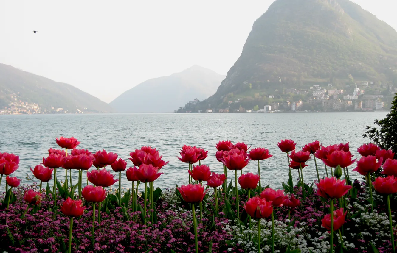 Фото обои вода, горы, тюльпаны