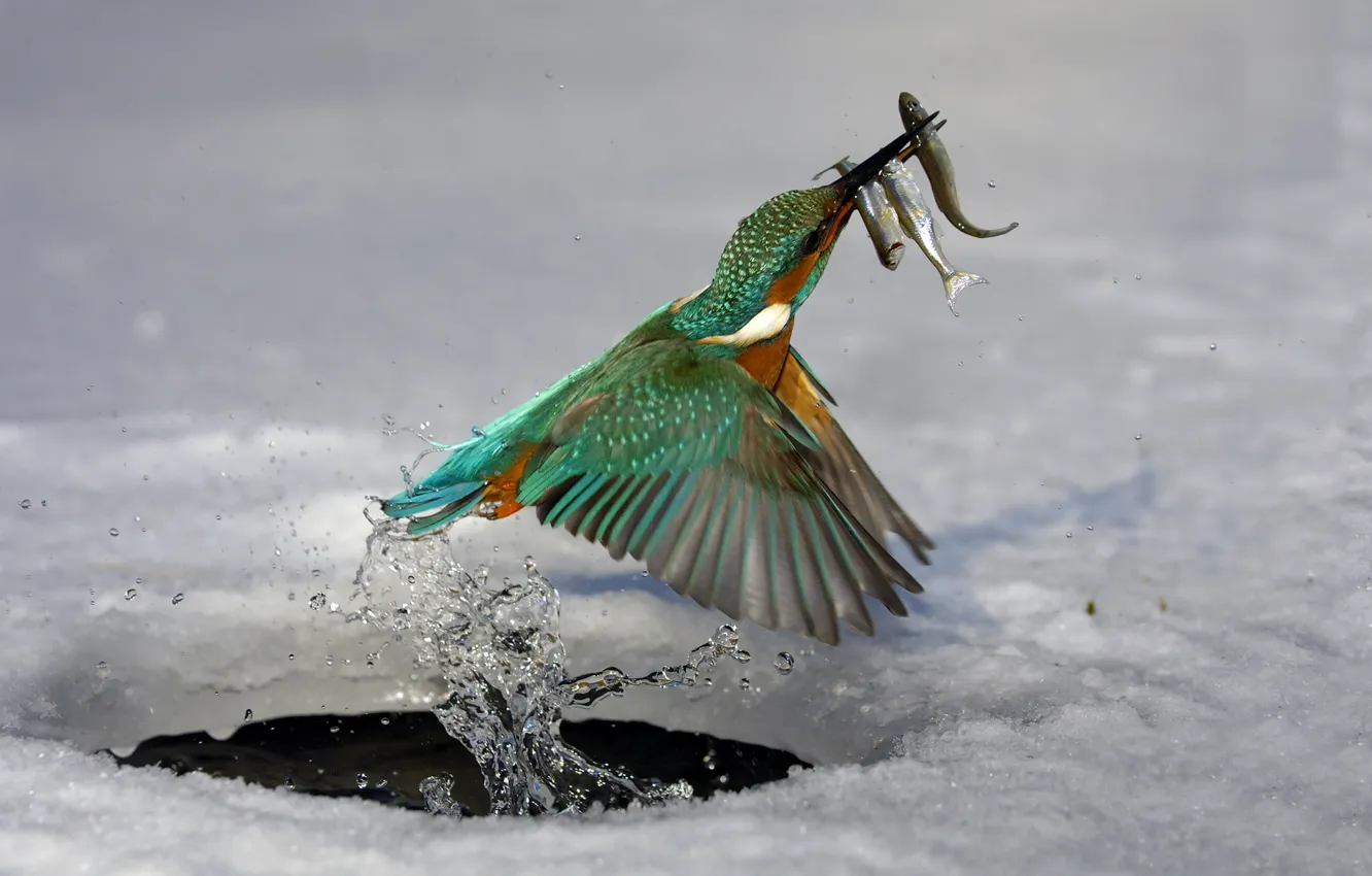Фото обои лед, вода, рыбки, птица, охота, зимородок
