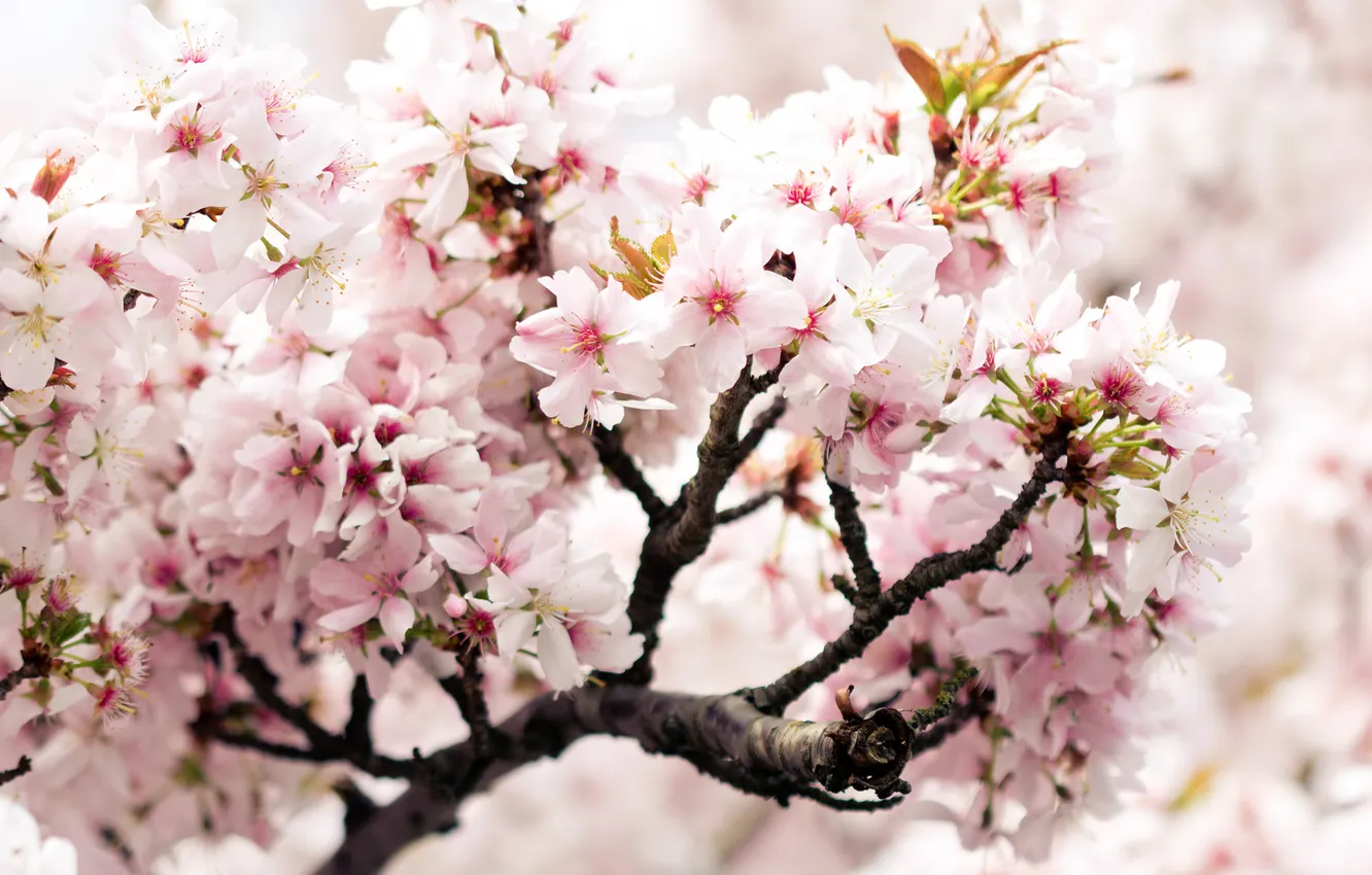 Фото обои вишня, розовый, ветка, весна, черешня, цветки, cherry branch