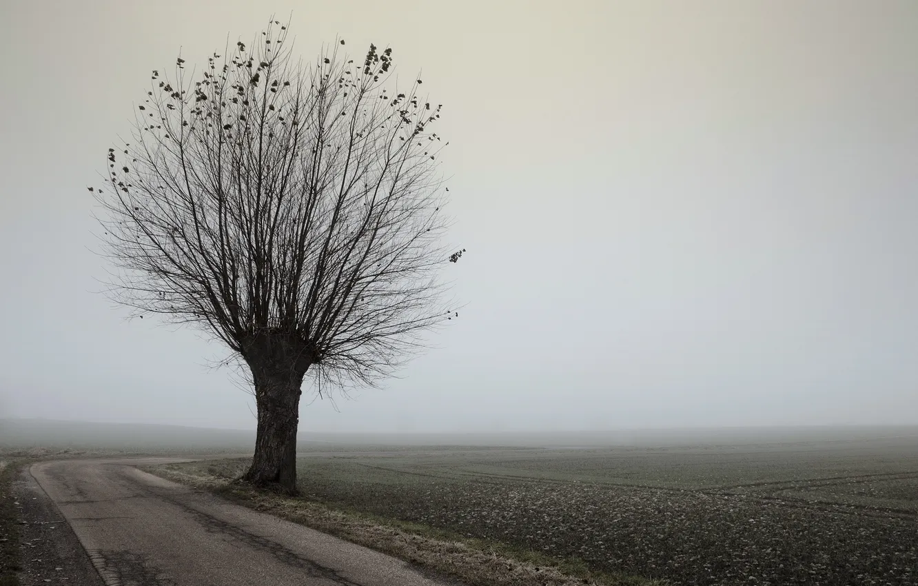 Фото обои дорога, пейзаж, туман, дерево