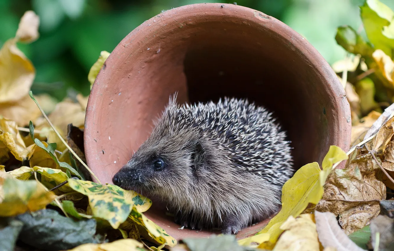 Фото обои природа, фон, Hoglet