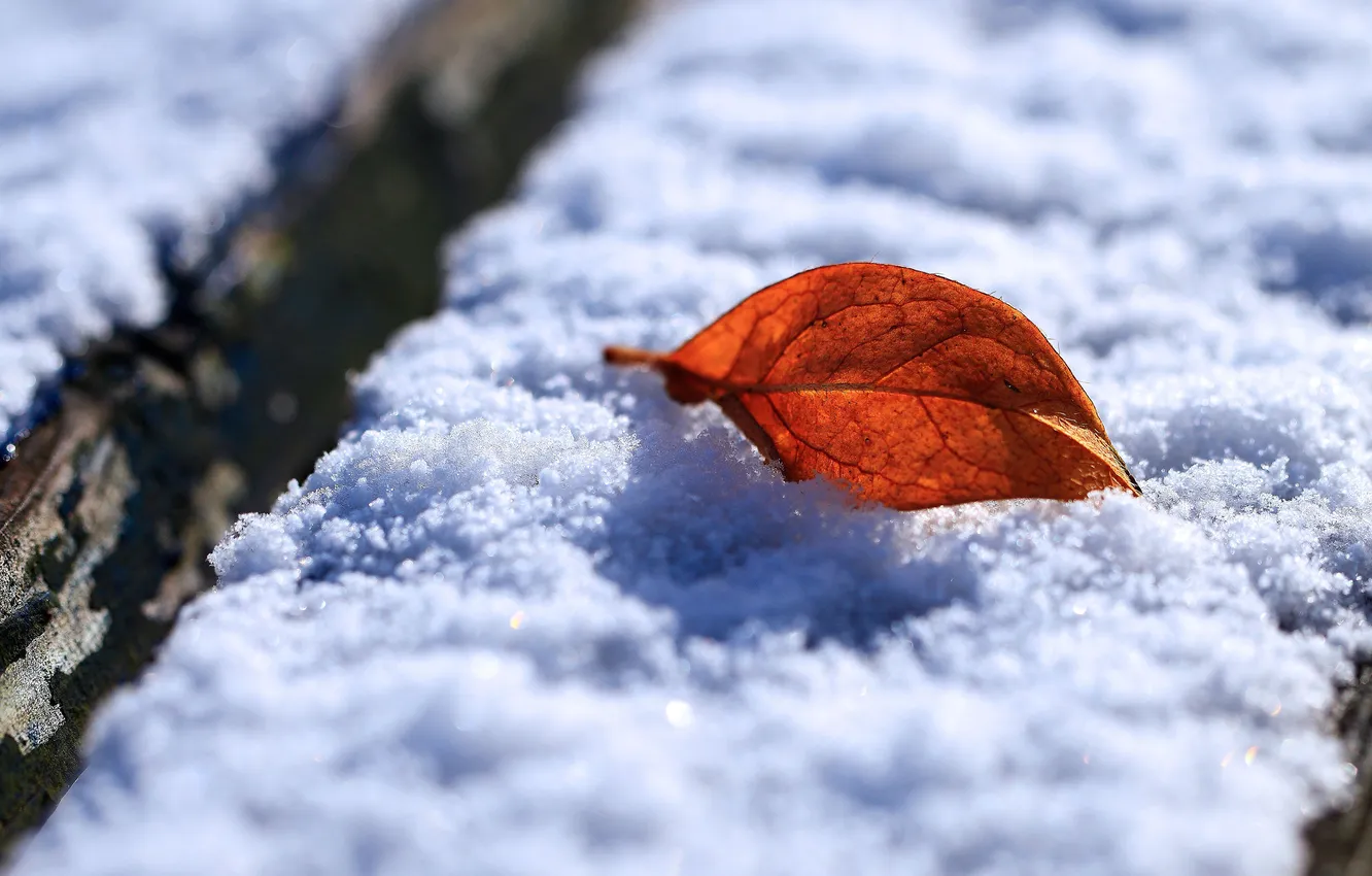 Фото обои зима, листья, макро, снег, листок, утро, листки, зимние обои
