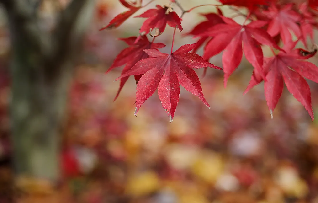 Фото обои осень, природа, листва, ветка