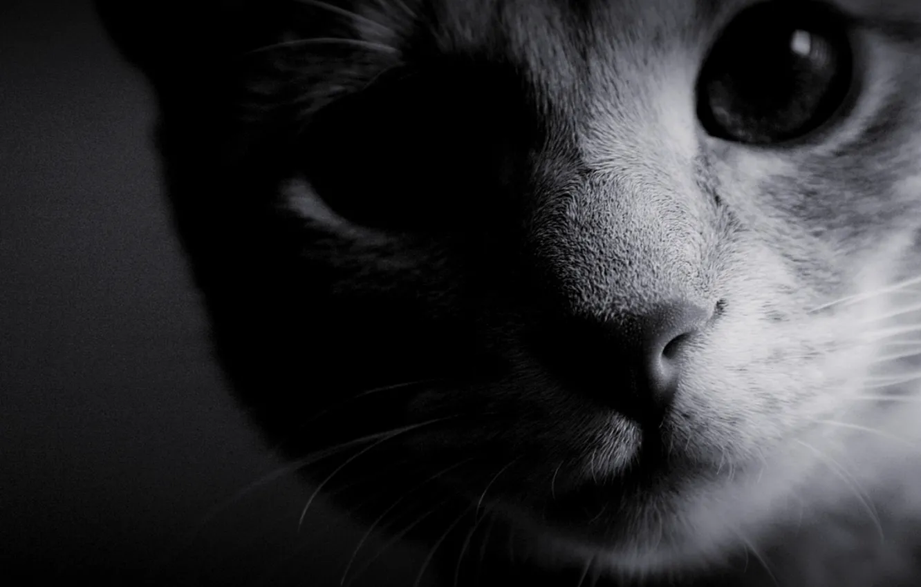 Фото обои кошка, глаза, фото, фон, обои, чёрно-белое, шерсть, нос