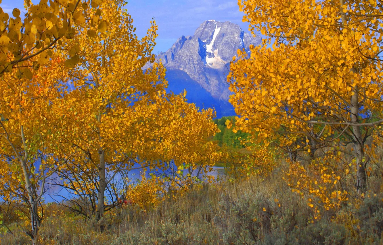 Фото обои осень, небо, листья, деревья, горы, Вайоминг, США, grand teton national park