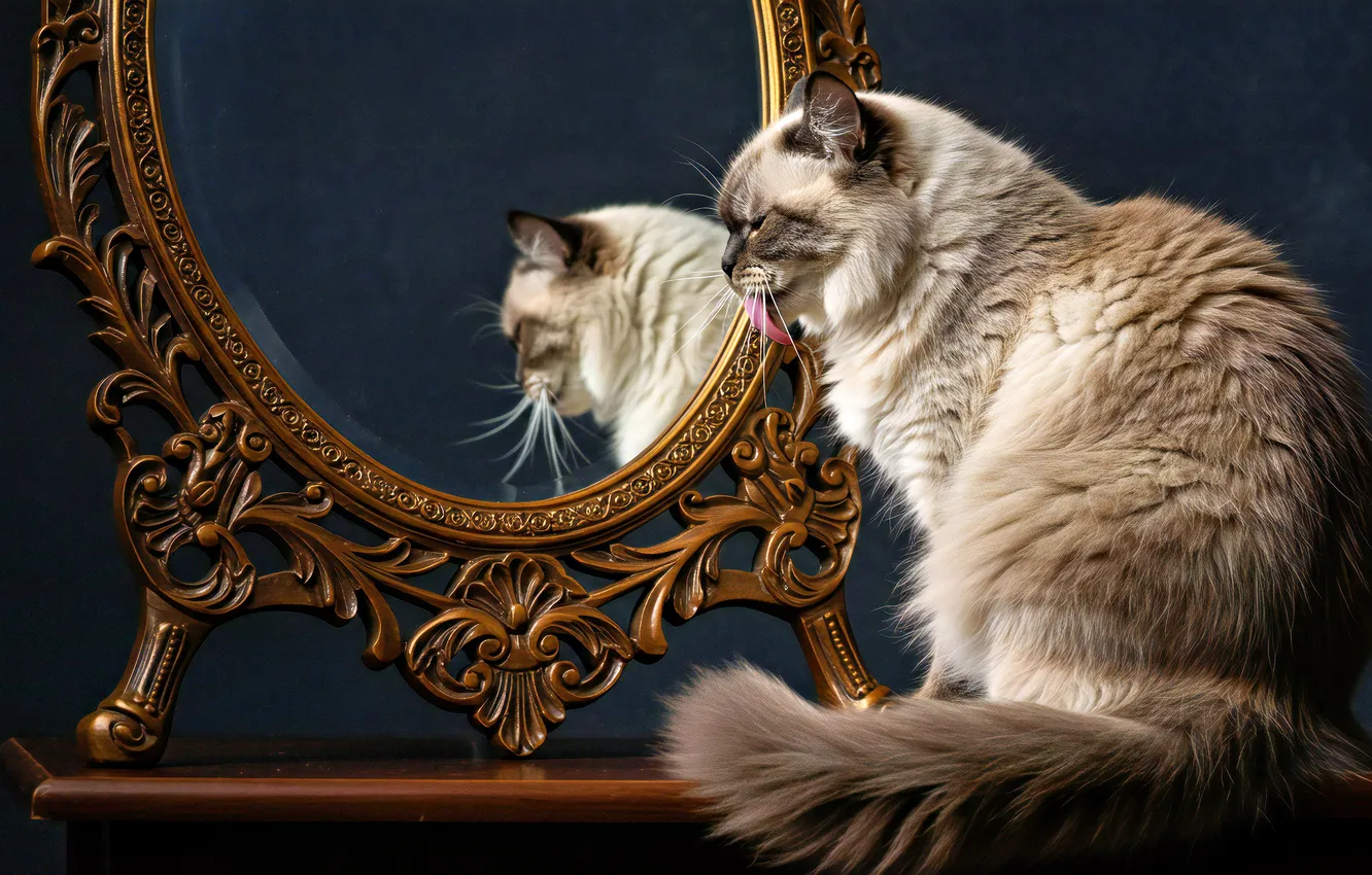 Фото обои язык, кошка, кот, поза, отражение, стол, серый, рама
