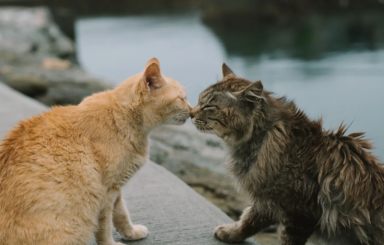 Фото обои вода, кошки, нюхают