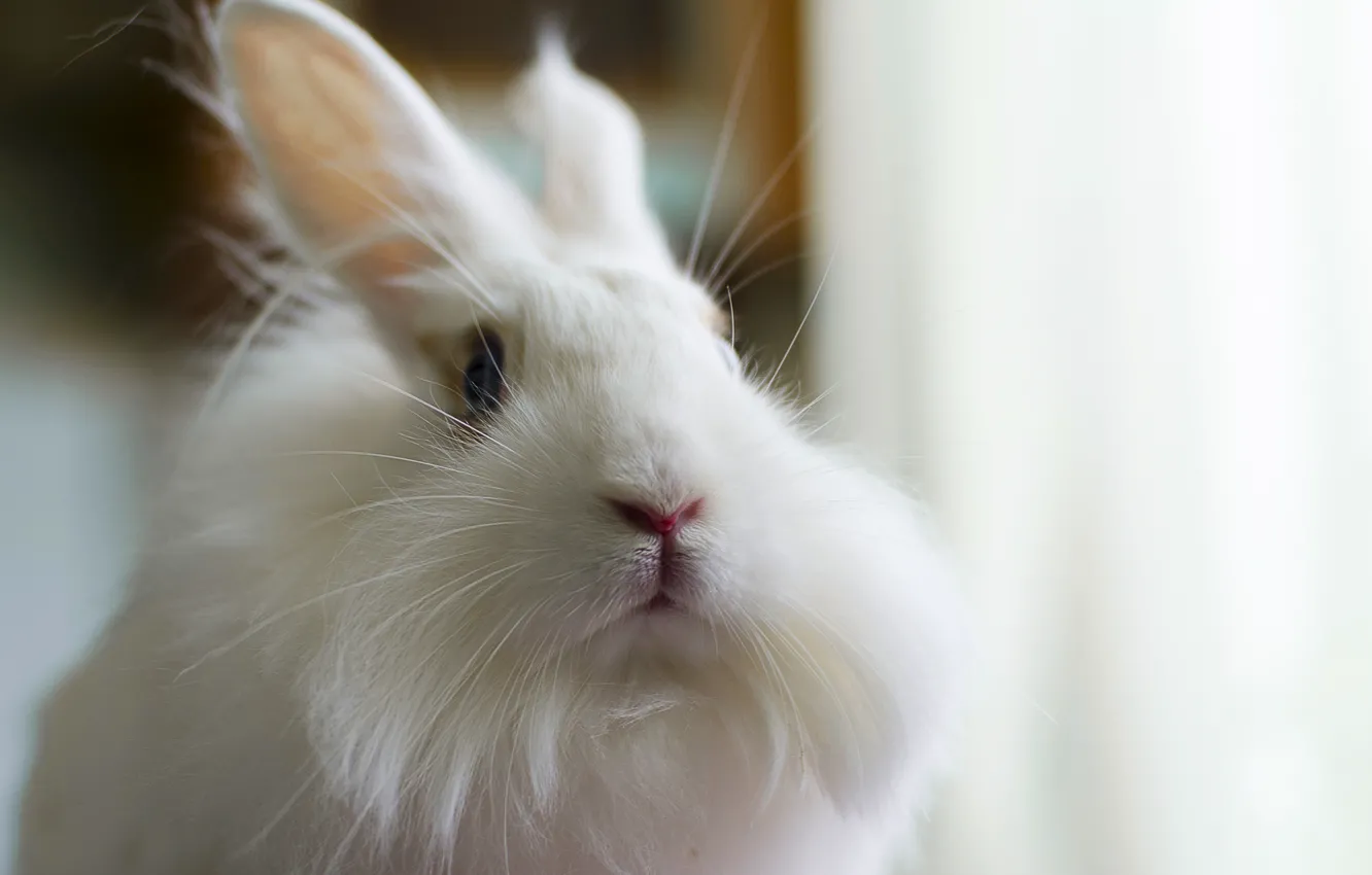 Фото обои белый, пушистый, кролик, rabbit, bunny, заец, fluffy