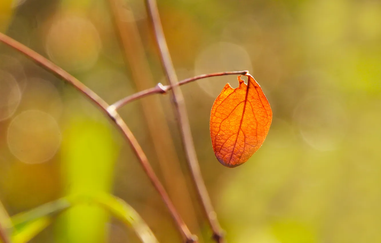 Фото обои autumn, leaf, fall, twig