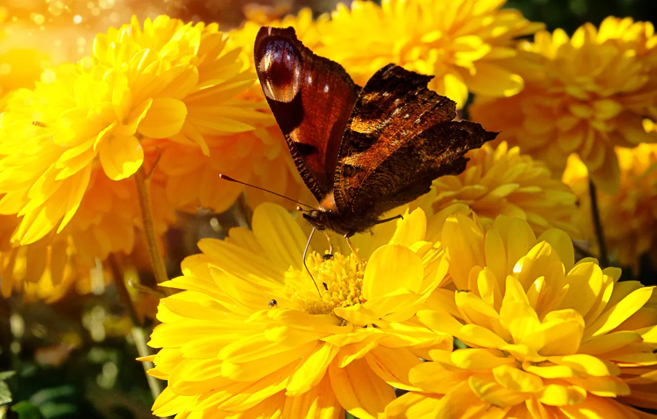 Фото обои лето, макро, цветы, бабочка, желтые, сад, насекомое, ярко