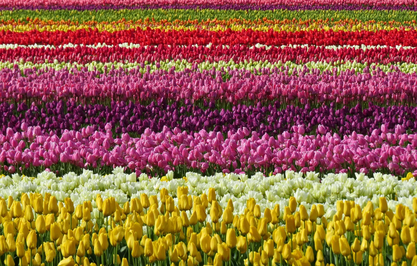 Фото обои поле, цвет, тюльпаны