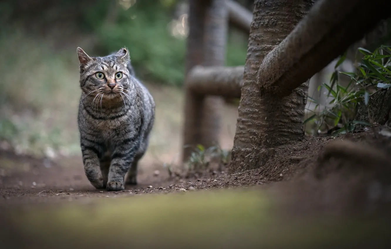 Фото обои забор, полосатый кот, гуляет сам по себе