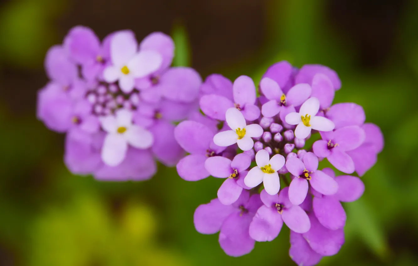 Фото обои Макро, Боке, Bokeh, Macro, Фиолетовые цветы, Purple Flowers