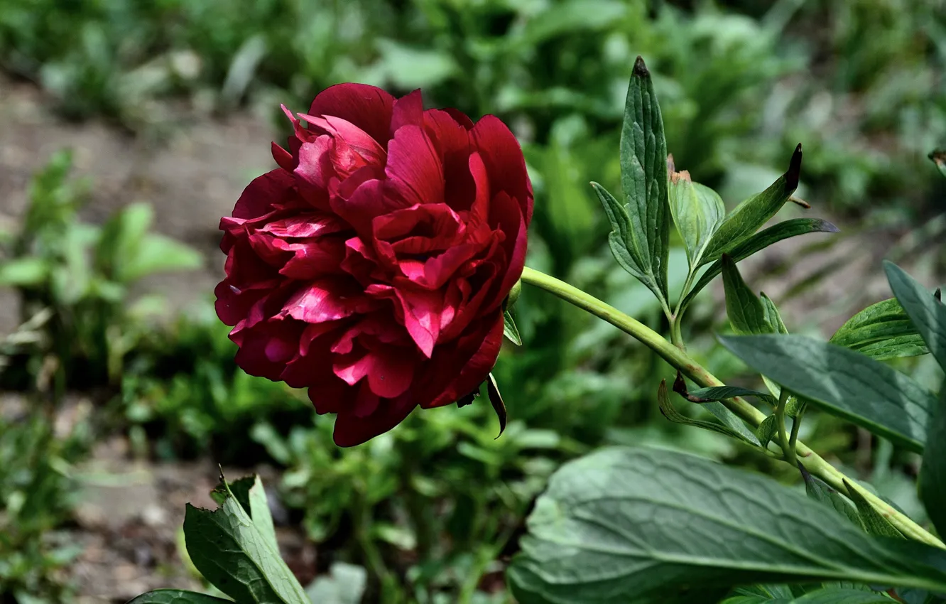 Фото обои пион, Боке, Bokeh, Peony, Красный цветок, Red flower