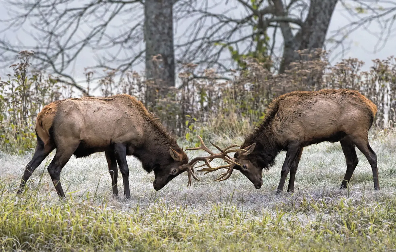 Фото обои природа, борьба, олени