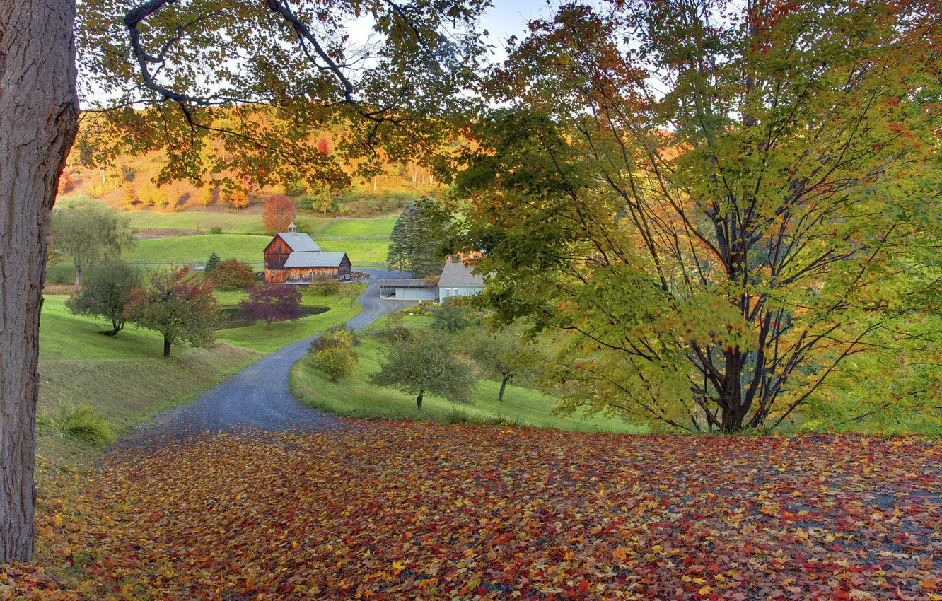 Фото обои дорога, осень, листья, деревья, дома