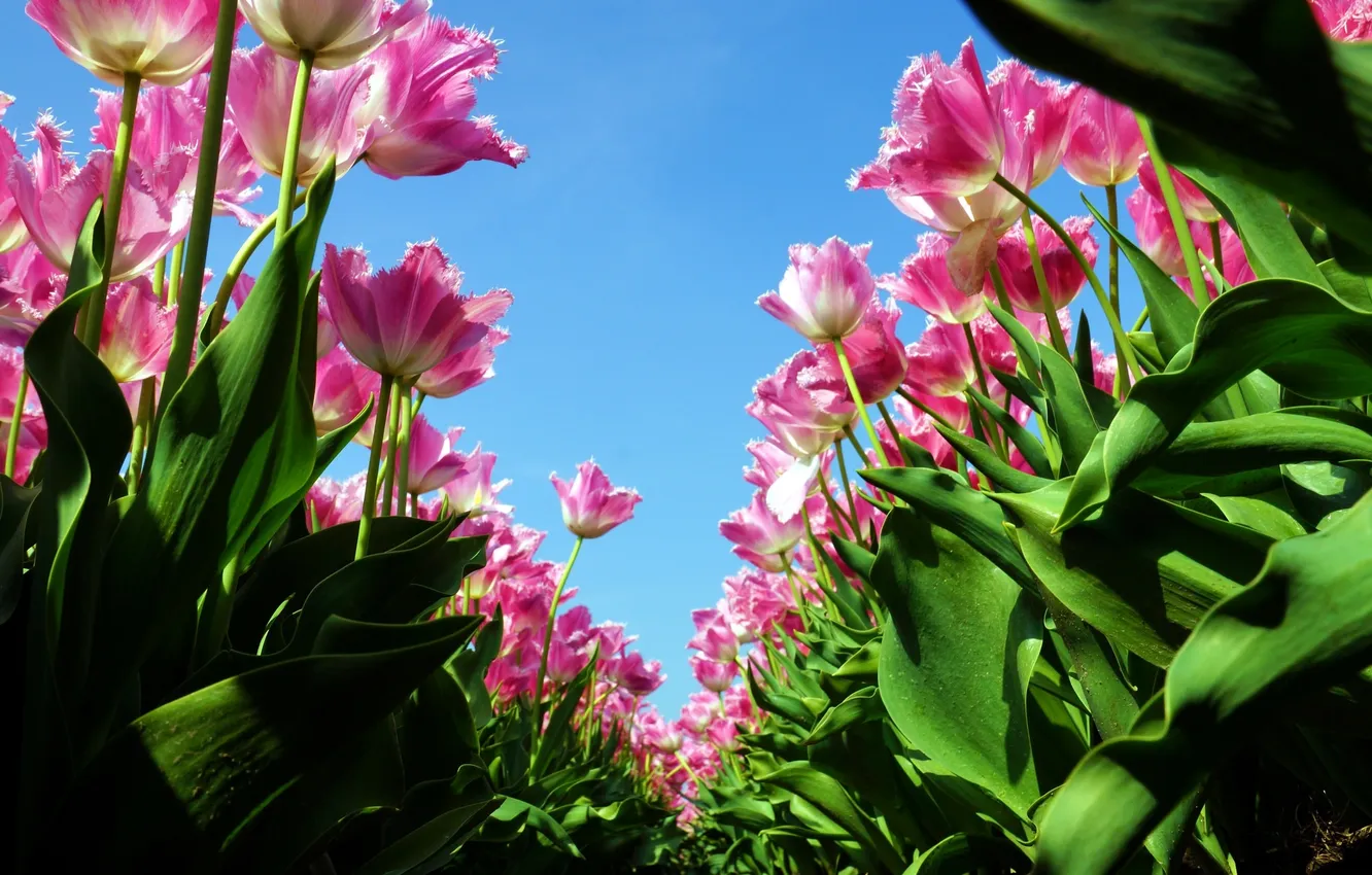 Фото обои небо, розовый, тюльпаны