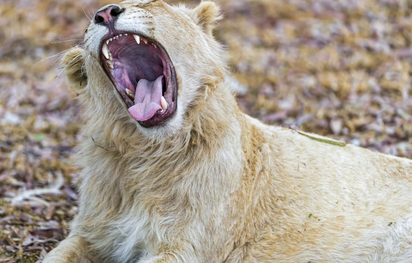 Фото обои кошка, пасть, зевает, белый лев, ©Tambako The Jaguar