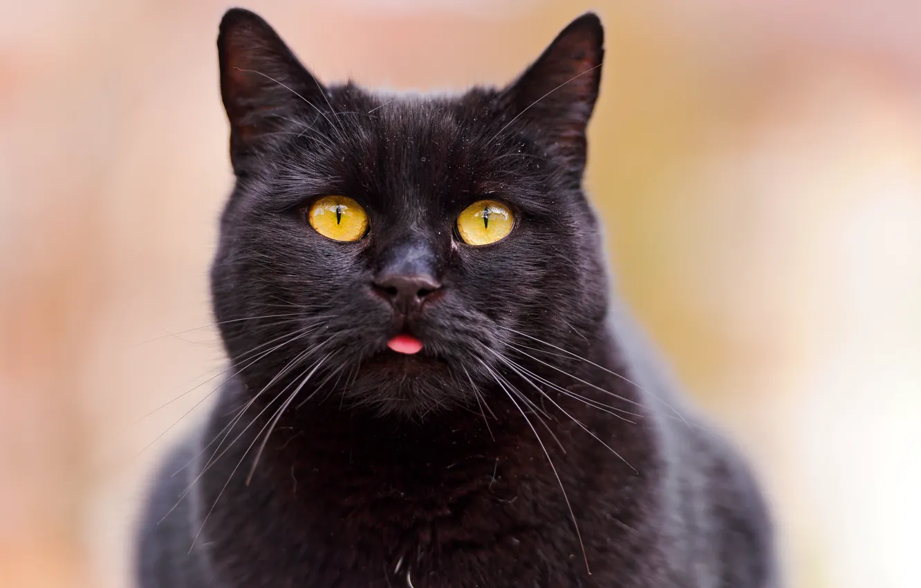 Фото обои язык, кошка, взгляд, морда, ©Tambako The Jaguar, чёрный кот