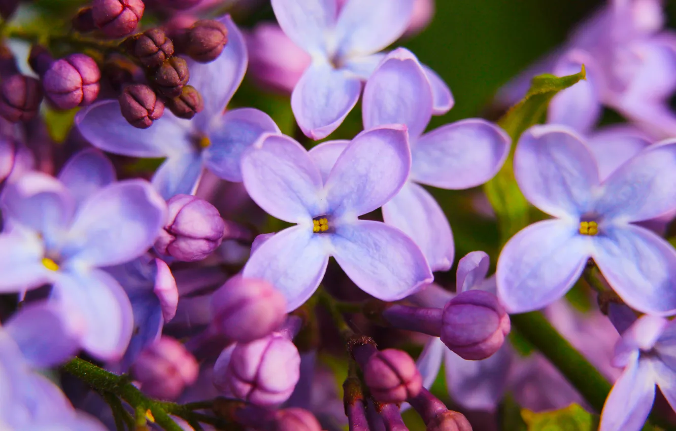 Фото обои flower, spring, lilac
