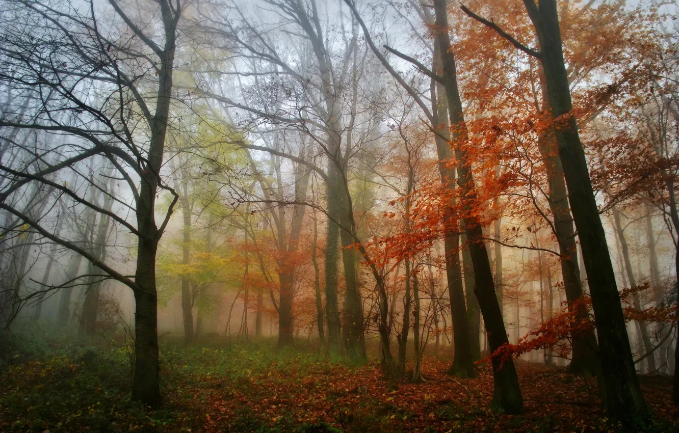 Фото обои осень, лес, листья, деревья, туман, утро