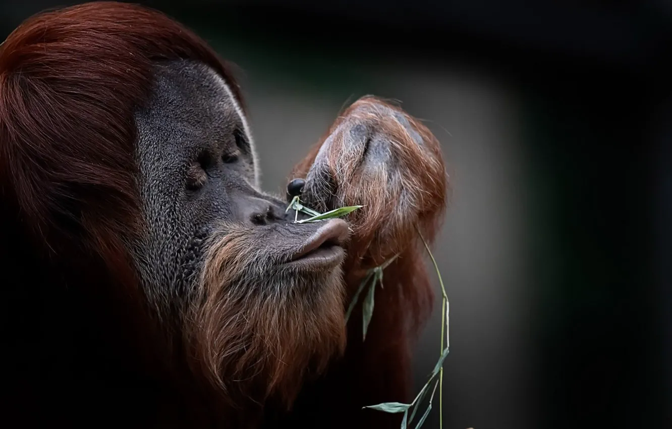 Фото обои monkey, animals, wild life, orangutan, primates