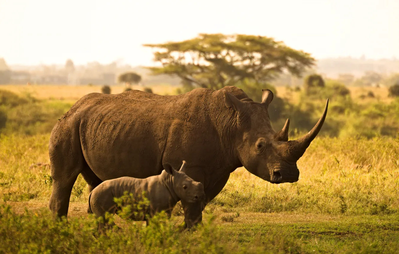Фото обои природа, пара, саванна, носорог, детеныш, мать, носороги, два носорога