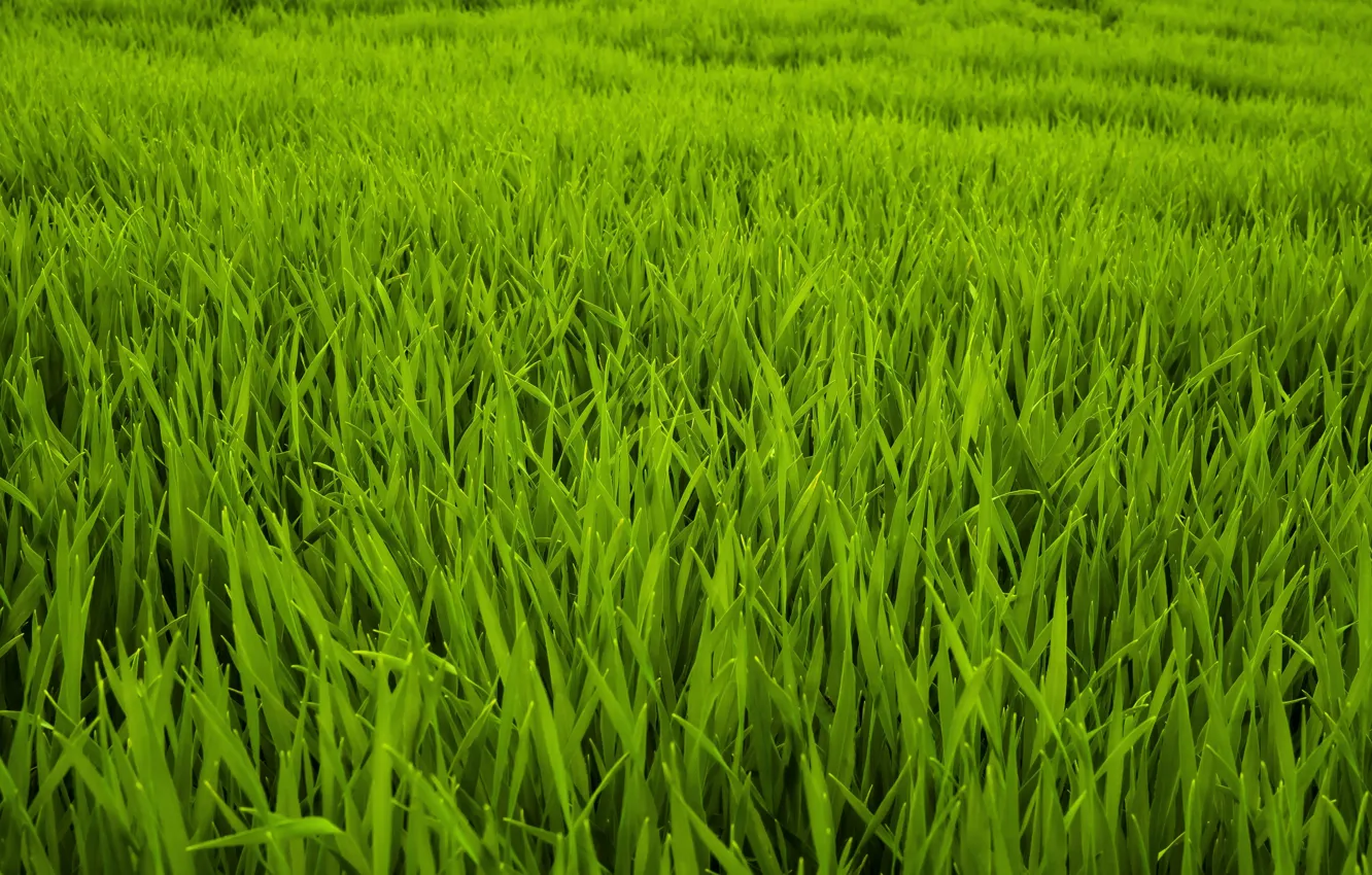 Фото обои Природа, Трава, Зеленый, Растения, Nature, Grass, Flora, Plants
