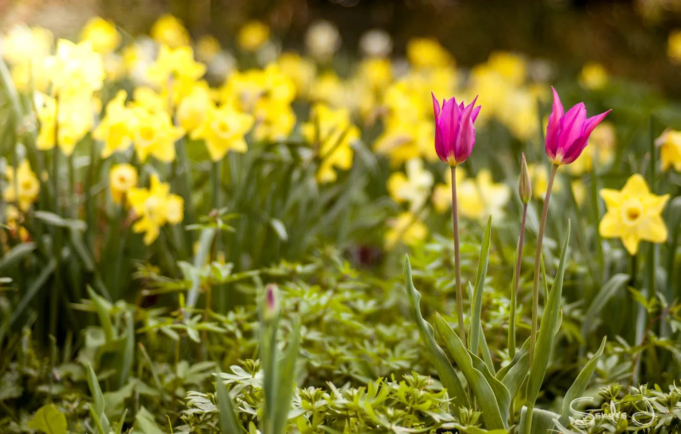Фото обои весна, тюльпаны, нарциссы
