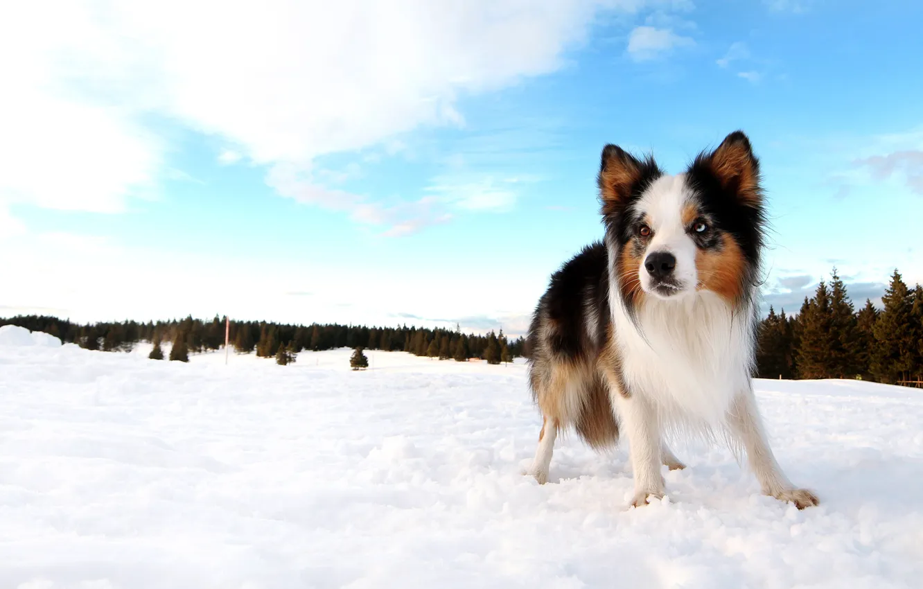Фото обои зима, лес, небо, облака, снег, синева, собака, ели