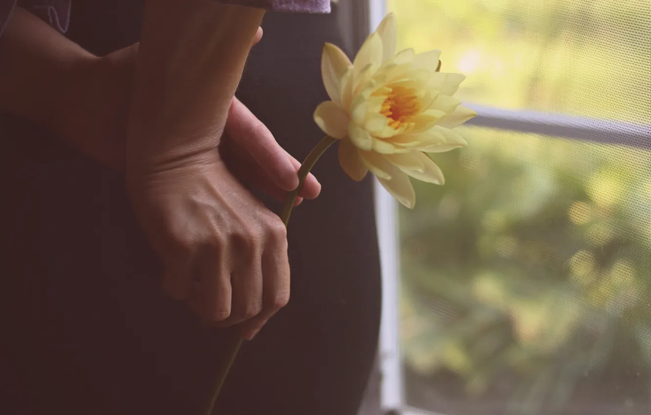 Фото обои цветок, желтый, руки, лепестки