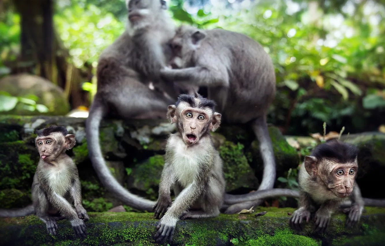Фото обои природа, фон, обезьяны