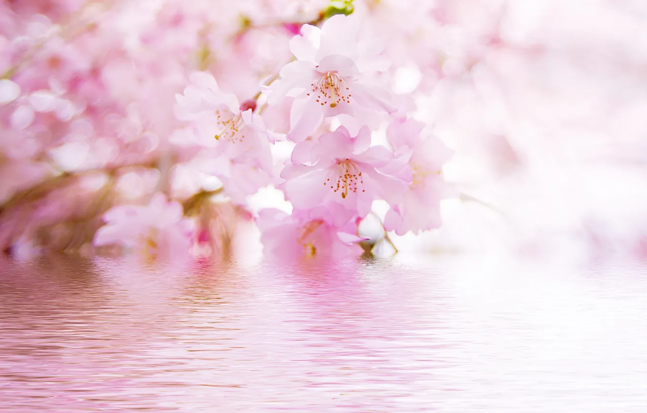 Фото обои вода, цветы, отражение, ветка, размытость, сакура