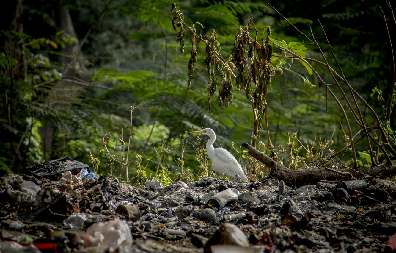 Фото обои birds, family, sri lanka, kathirkamam, thanujan, thanujan thanabalasingam, thanujan_t, thanujan13