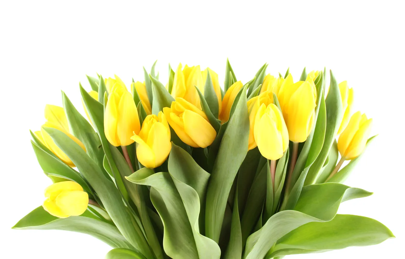 Фото обои цветы, лепестки, листки, красивые, 8 март, всемирный женский день