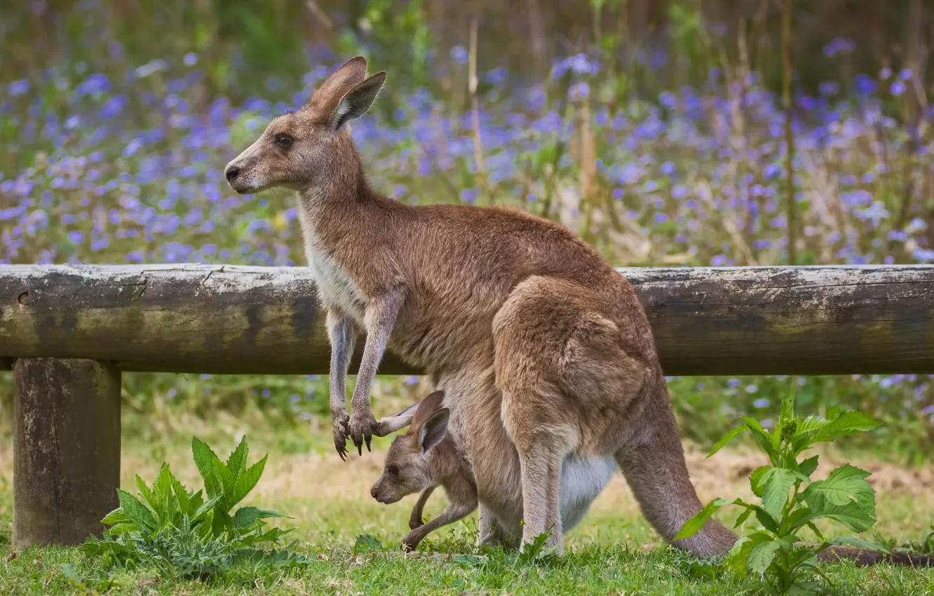 Фото обои малыш, кенгуру, сумка, мама