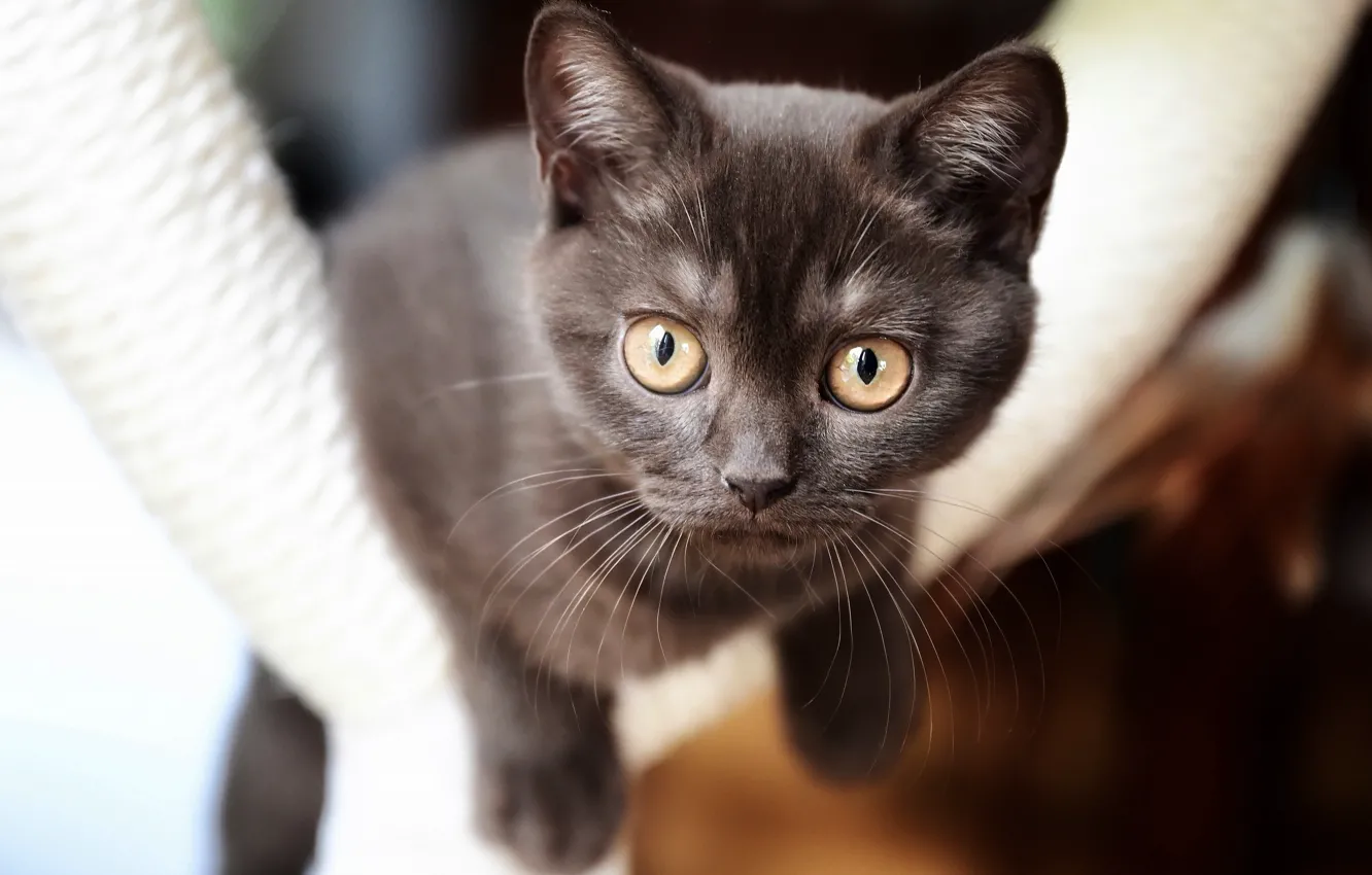 Фото обои кошка, взгляд, морда, котенок, котёнок, коричневый, британский, боке