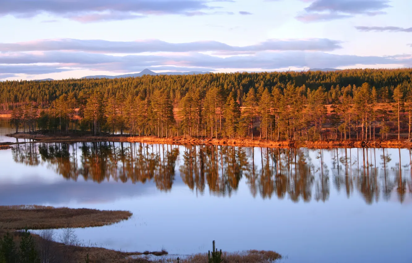 Фото обои forest, river, landscape, nature