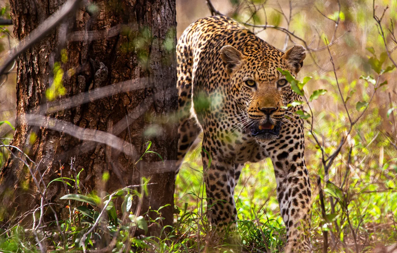 Фото обои листья, деревья, леопард, боке