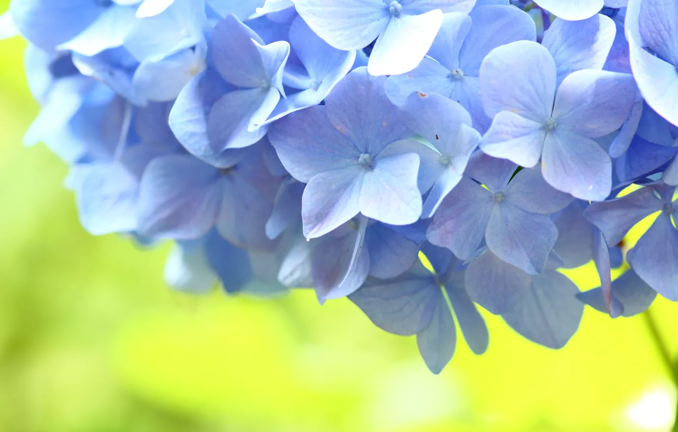 Фото обои цветы, голубой, Макро, гортензия