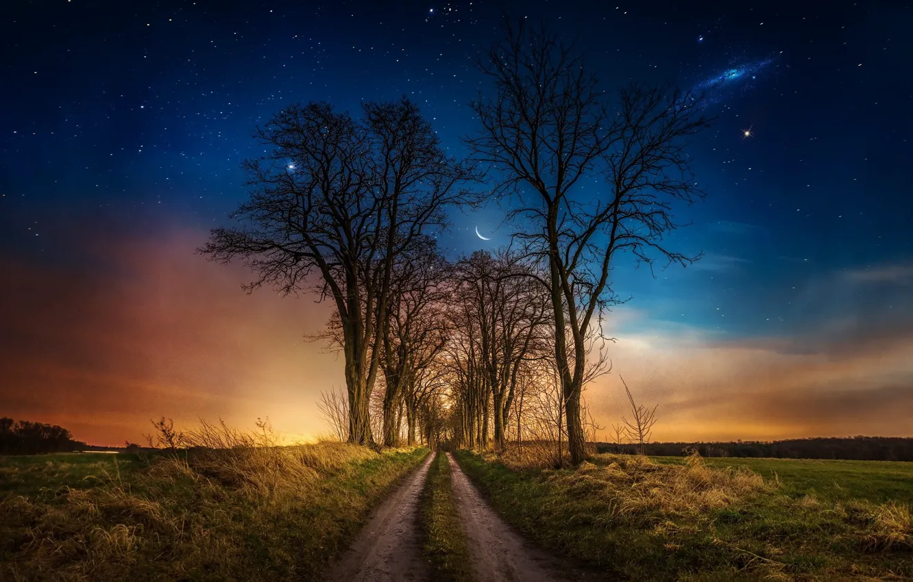 Фото обои деревья, ночь, месяц