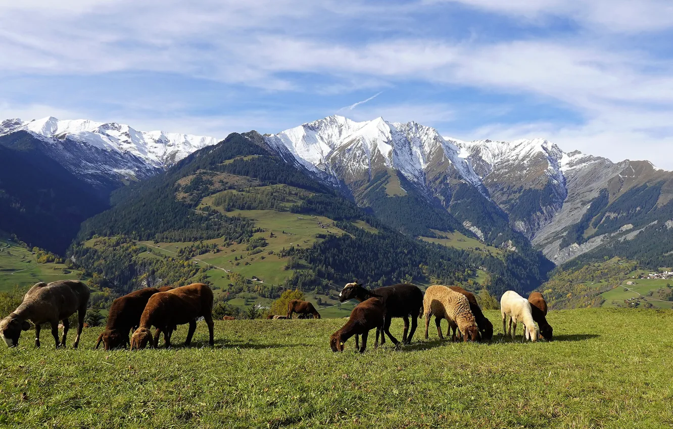 Фото обои лес, трава, горы, овцы, Альпы, пастбище, луг, овечки