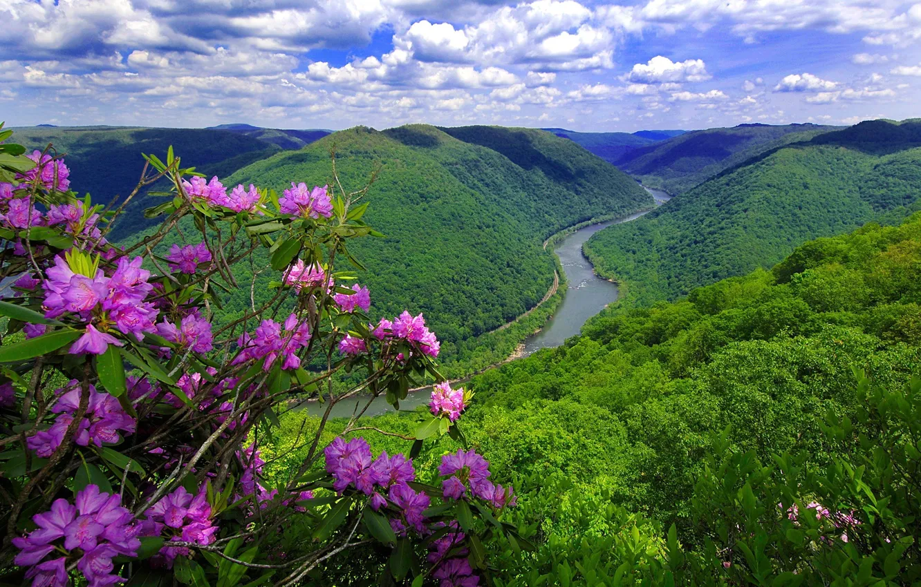 Фото обои цветы, горы, природа, река