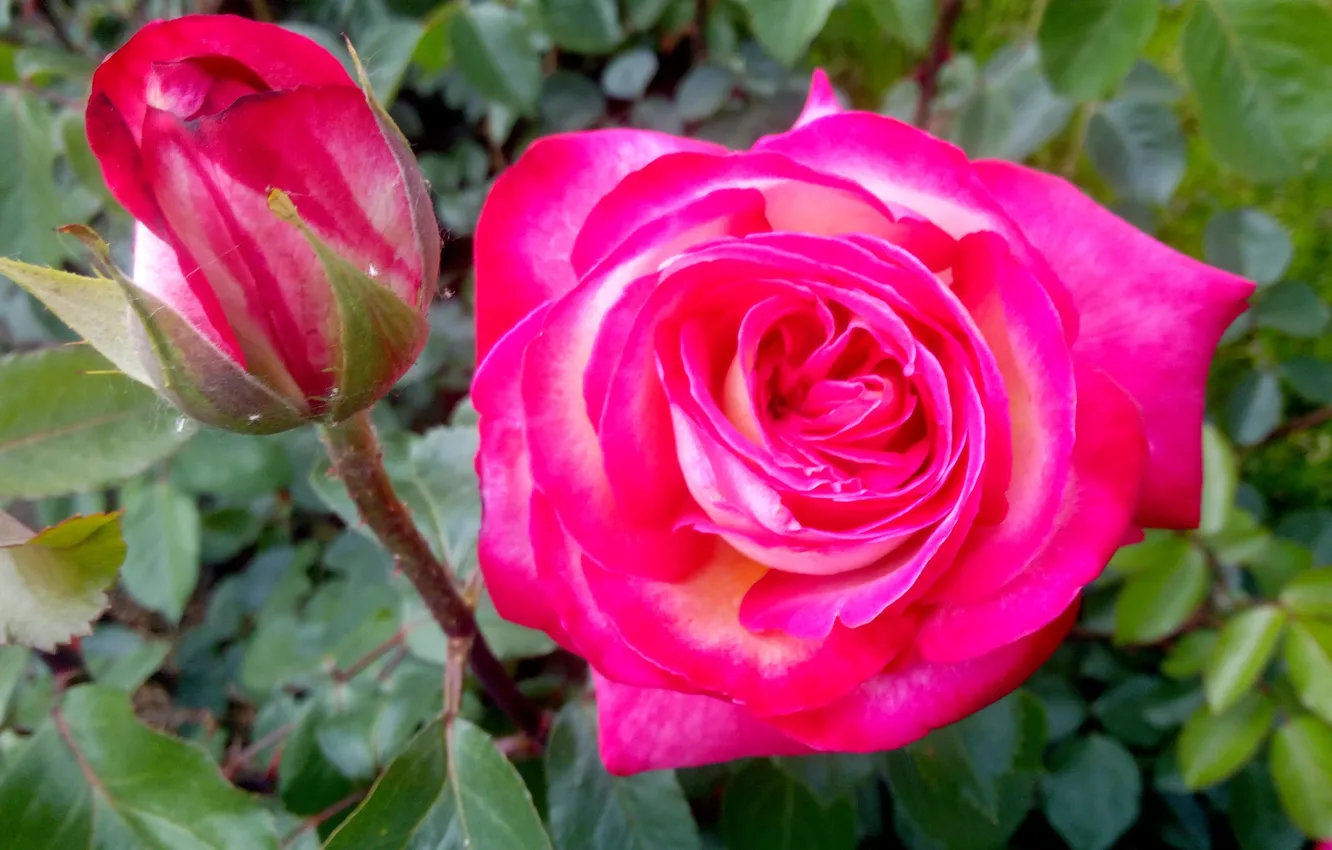 Фото обои розовая, роза, Цветы
