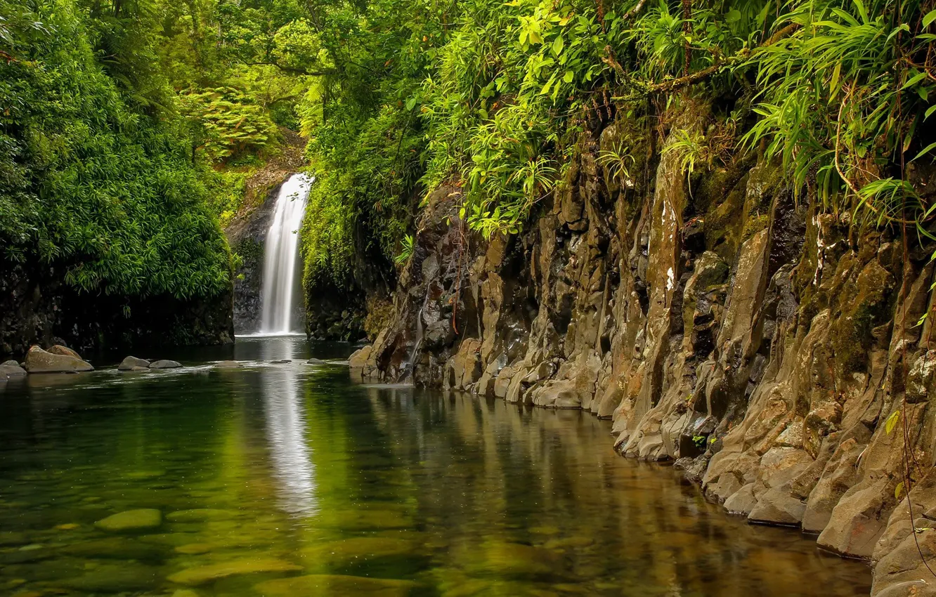 Фото обои лес, водопад, Фиджи, Fiji, Taveuni Island, Wainibau Waterfall