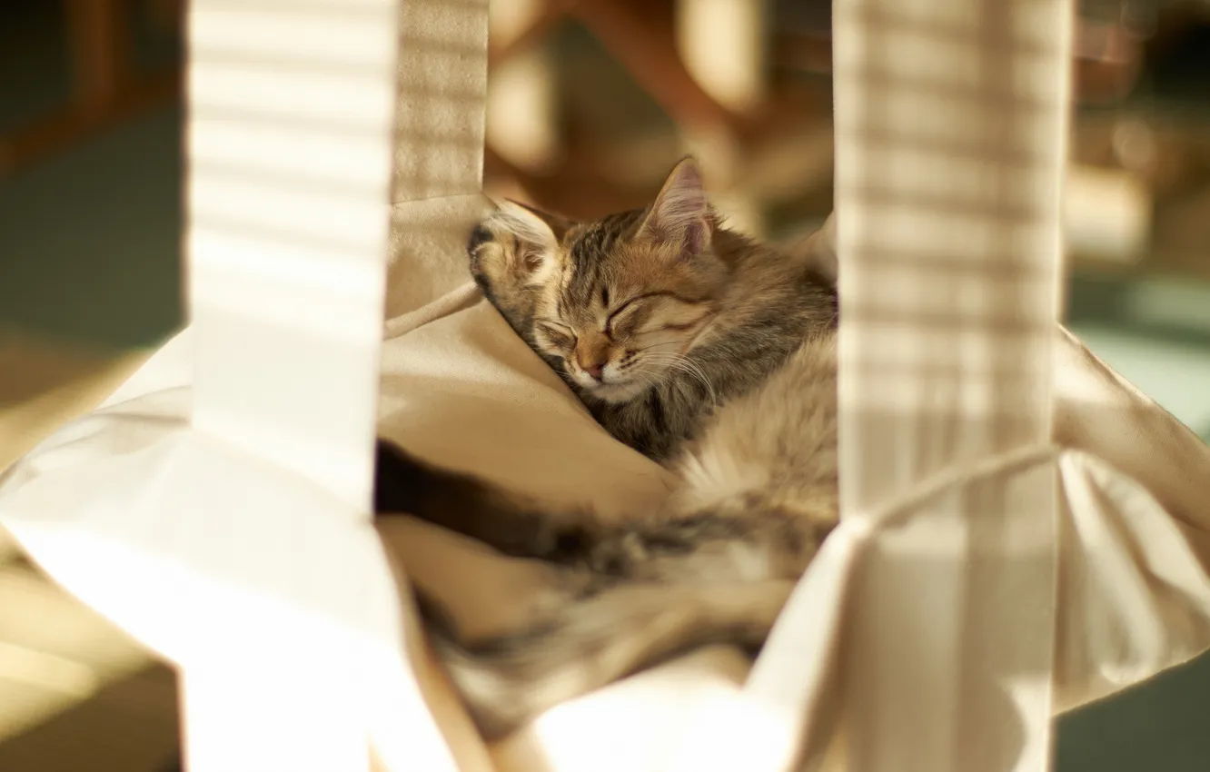 Фото обои кошка, уют, дома