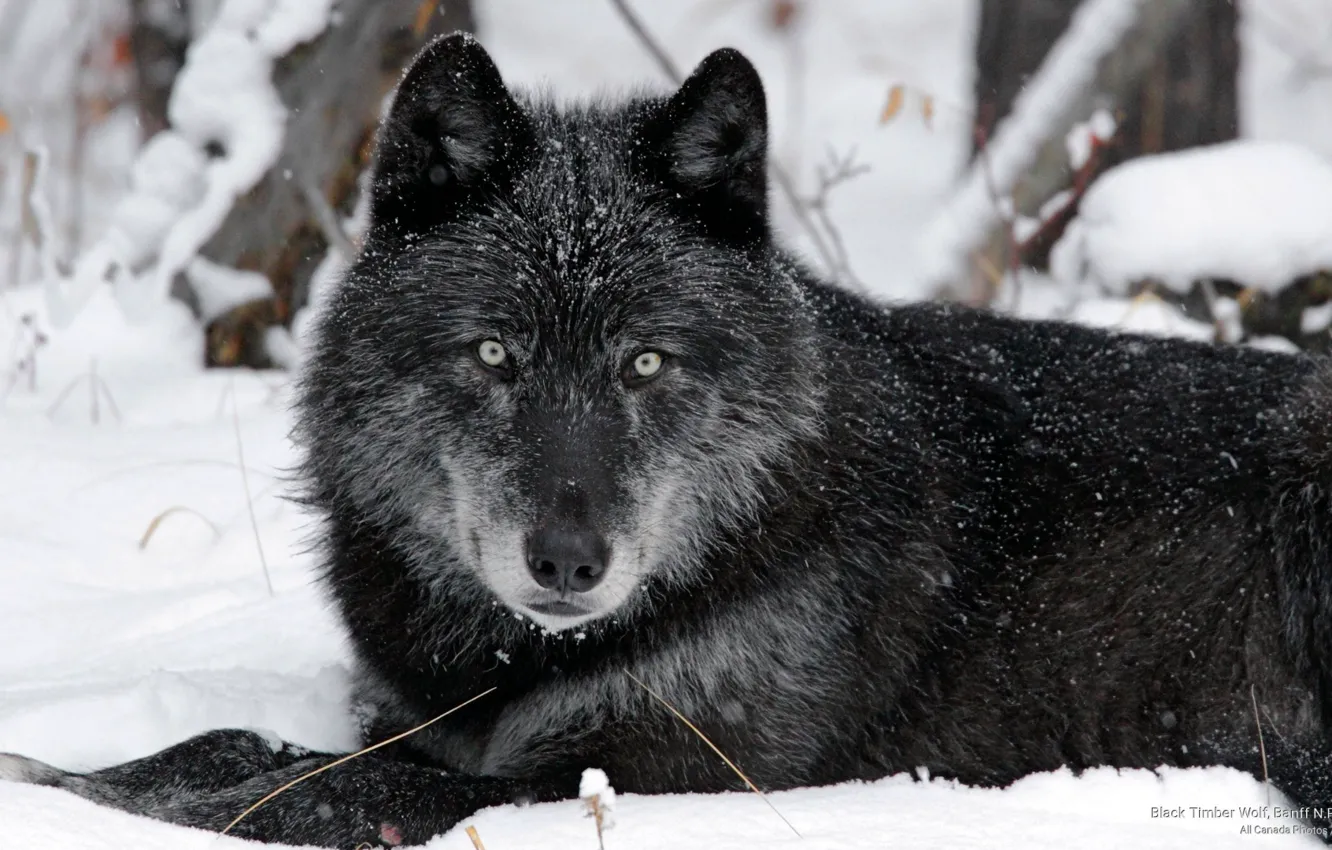 Фото обои Alberta, Predator, animals, nature, animal, wolf, wildlife, portrait.