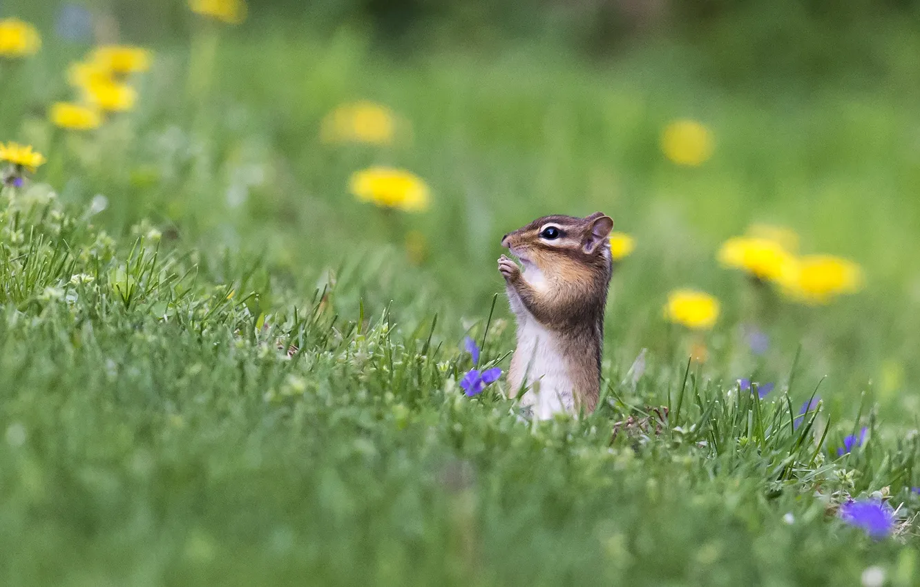 Фото обои цветы, луг, бурундук, боке, зверёк, грызун