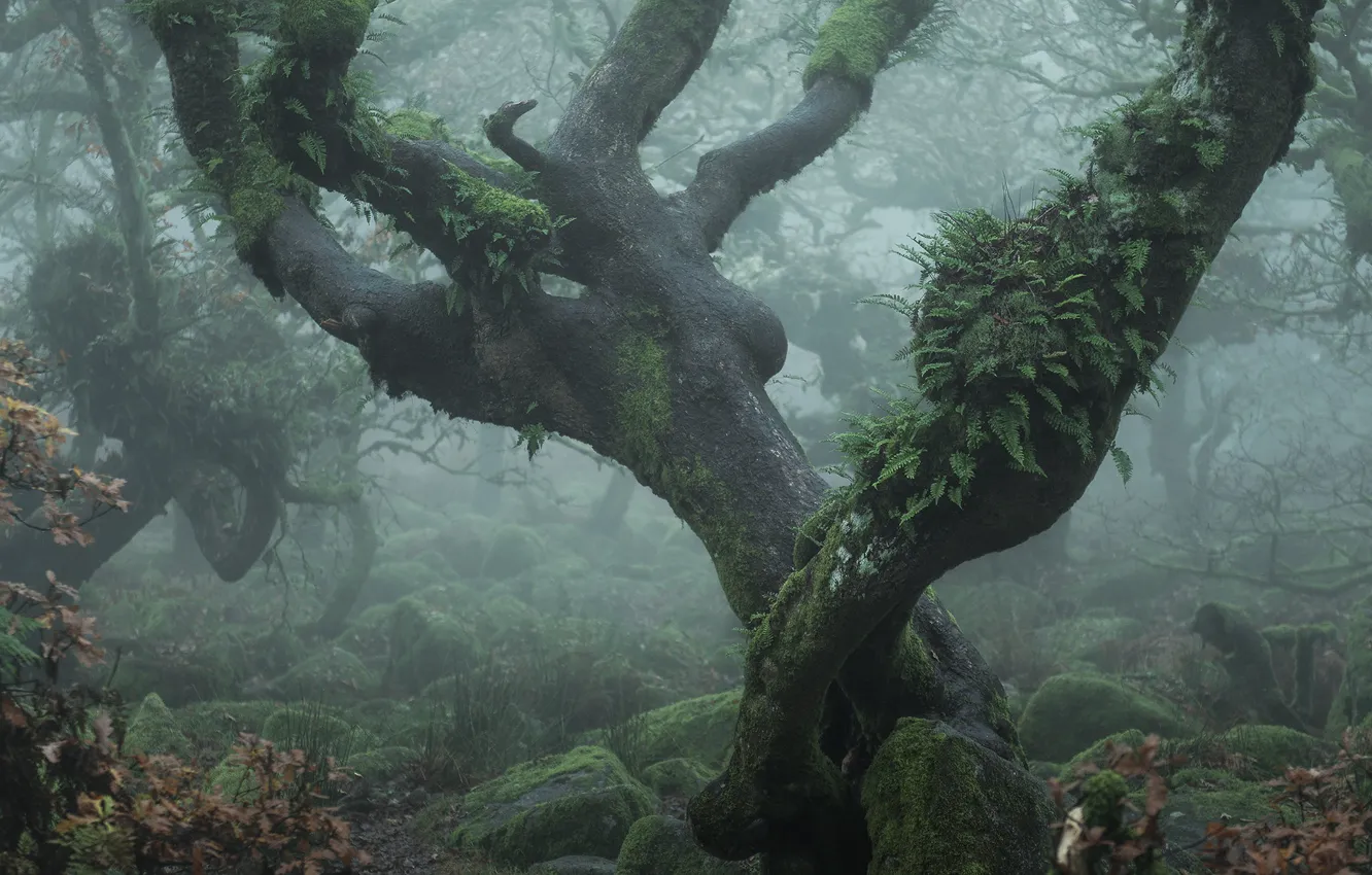 Фото обои лес, деревья, ветки, туман, камни, растительность, мох, кривые